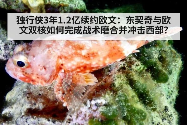 独行侠3年1.2亿续约欧文：东契奇与欧文双核如何完成战术磨合并冲击西部？
